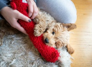 Effective Ways to Teach Your Rescue Dog to Love Toys