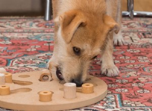 21 Proven Indoor Activities to Keep Your Dog Engaged on Rainy Days