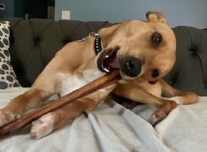 Extend the Life of Bully Sticks: Expert Tips for Long-Lasting Chews