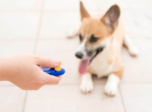 Clicker Training for Blind Dogs: A Step‑by‑Step Guide