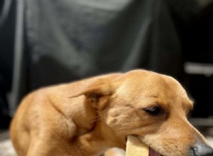 Are Himalayan Chews Safe for Dogs? Expert Insights & Safety Tips