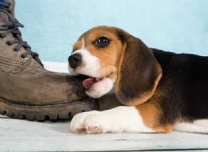 How to End Unwanted Chewing in Dogs: Expert Tips & Proven Solutions
