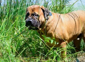 Top 11 Extra‑Large Dog Breeds: Size, Temperament & Care Tips
