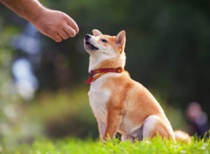 The Ideal Training Frequency for Your Dog: Expert Guidance