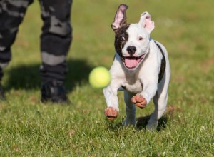 Top Dog-Friendly Alternatives to Tennis Balls