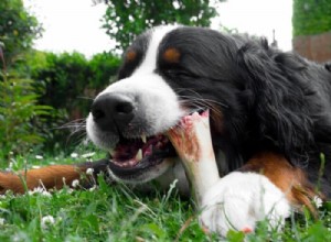 The Science Behind Why Dogs Love Chewing Bones