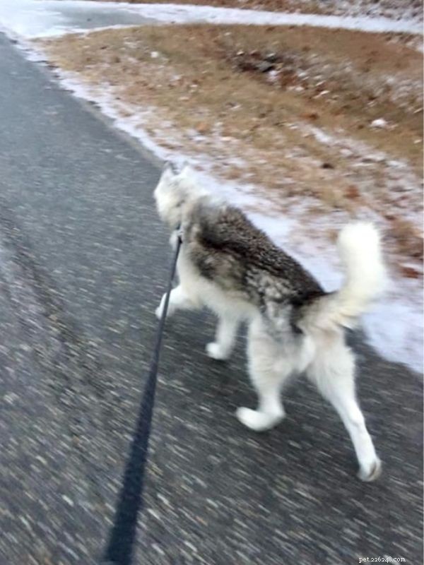 ハスキー犬を飼うことをお考えですか?重要な事実とヒント 