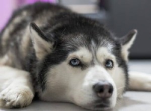 Thinking About Owning a Husky? Key Facts & Tips