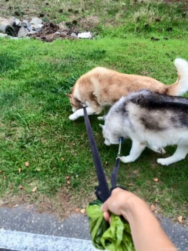 ハスキー犬を飼うことをお考えですか?重要な事実とヒント 