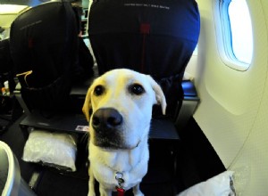 The Ultimate Guide to Flying with Large Dogs: Tips, Rules & Comfort