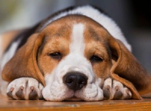 Thinking About a Beagle? Essential Guide to Owning One
