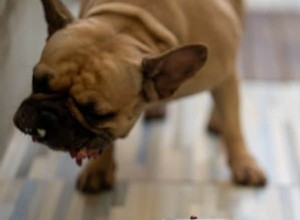 Simple & Balanced Homemade Dog Food Recipes for Healthy Pups