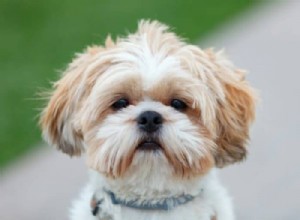 Considering a Shih Tzu? Expert Guide to Their Care & Lifestyle