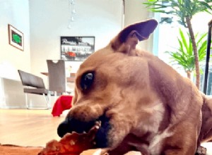 Pig Ear Chews for Dogs: Benefits, Risks, and Safe Alternatives