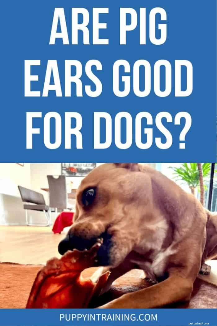 Pig Ear Chews för hundar:fördelar, risker och säkra alternativ 