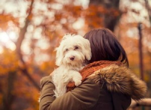 How to Communicate Love to Your Dog in Its Own Language