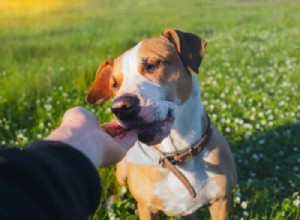 How Food Rewards Enhance Dog Training: Benefits & Best Practices