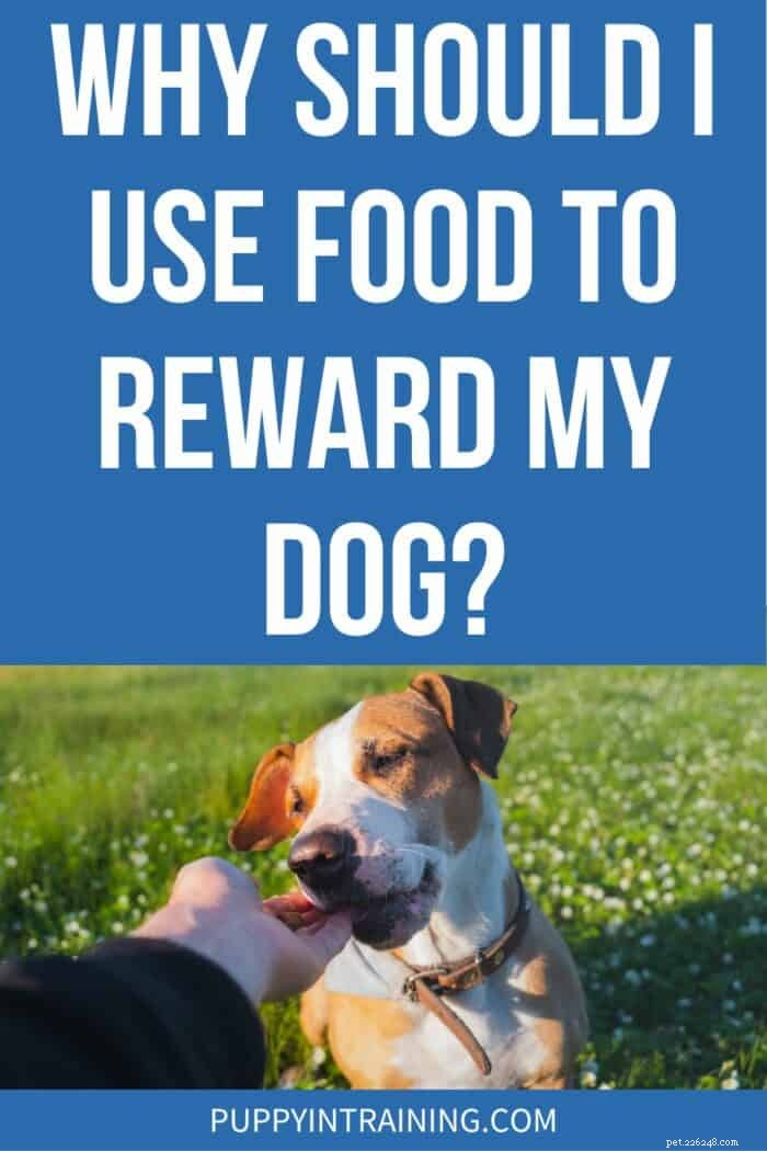 Food Rewards가 개 훈련을 향상시키는 방법:이점 및 모범 사례 