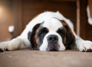 Managing Incontinence in Senior Dogs: How to Handle House Accidents