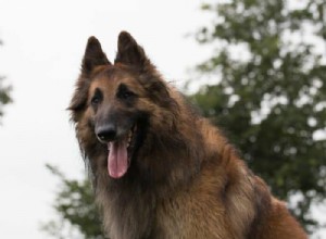 Is a Belgian Tervuren Right for You? Expert Guide
