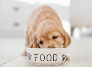 Top 10 Poor-Quality Dry Dog Foods to Avoid (Plus 5 Trusted Alternatives)