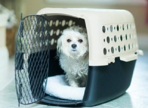 Choosing an Airline‑Approved Pet Carrier for Dogs: Key Requirements and Tips