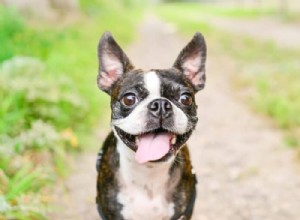 Considering a Boston Terrier? Here’s Everything You Need to Know