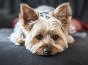 Top 10 Indoor Dog Breeds for Your Home – Find the Perfect Companion