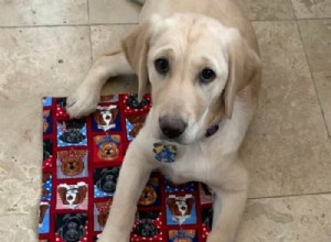Essential Elements of a Puppy Contract: What You Need to Know
