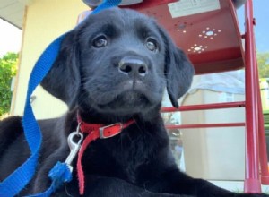 Understanding AKC Registration: What It Means for Your Dog