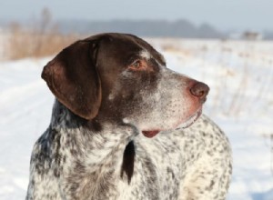 Considering a German Shorthaired Pointer? Everything You Need to Know