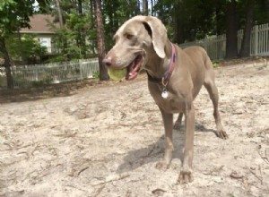 Is a Weimaraner Right for You? The Pros & Cons Explained
