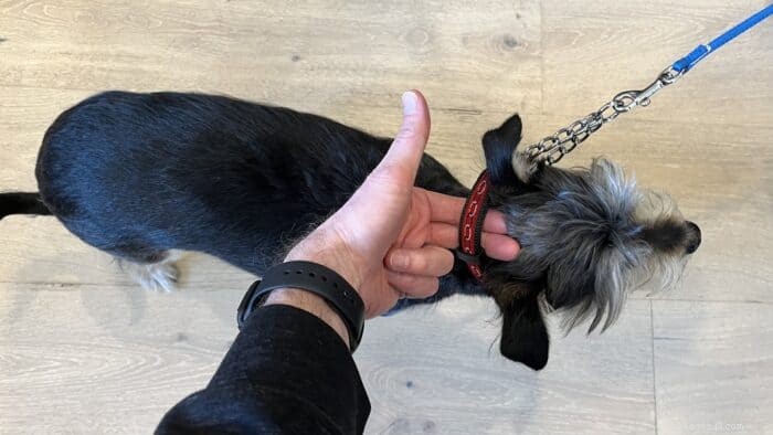 Domine o treinamento do seu cão com uma coleira Martingale:dicas de especialistas e guia de segurança 