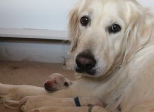 Can a Female Dog Become Pregnant When She s Not in Heat?