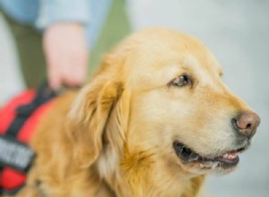 Understanding Autism Service Dogs: How to Find the Right One