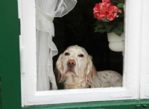 How to Safely Leave Your Dog Alone at Home: Expert Tips & Best Practices