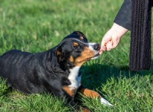 Discover 6 Proven Benefits of Positive Reinforcement Training for Dogs