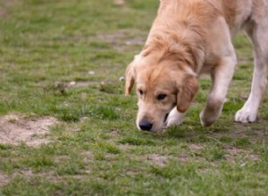 Master Dog Scent Training: A Step‑by‑Step Beginner’s Guide