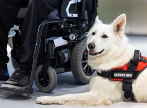 Do I Qualify for a Service Dog? Your Comprehensive Eligibility Guide