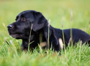 Everything You Need to Know About English Black Labrador Retrievers