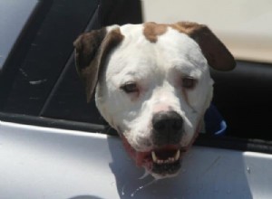 Stop Your Dog’s Car Drooling: Proven Solutions for a Calm Ride