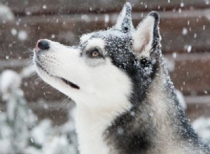 Malamute vs. Husky: Key Differences in Appearance, Temperament, and Purpose