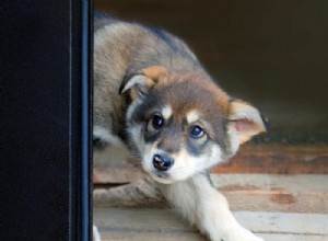 Why Your Puppy Suddenly Becomes Afraid: A Guide to Fear Periods