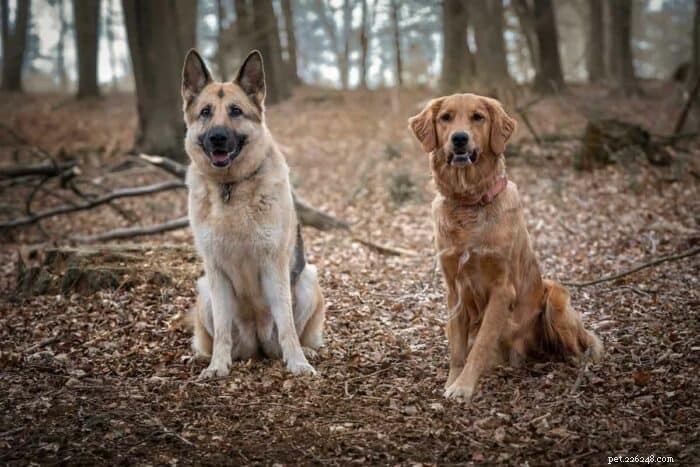 ゴールデン シェパードの解説:特徴、飼い方、理想的な家庭犬である理由 