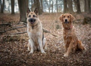 Golden Shepherd Explained: Traits, Care, and Why It’s the Ideal Family Dog