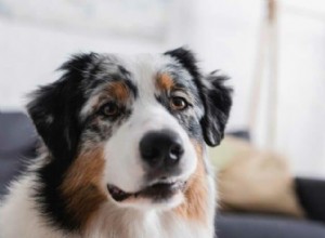 What to Expect from an Australian Shepherd‑Husky Mix: Traits, Care, and Temperament