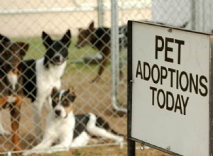 Find Your New Best Friend: Newfoundland & Labrador Dog Adoption Guide