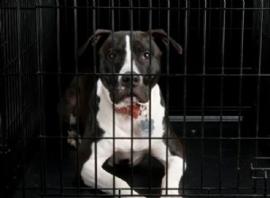 Adopt a Dog in British Columbia: Find Trusted, Local Rescues Today