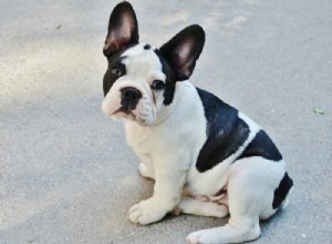 Thinking About a French Bulldog? What You Need to Know