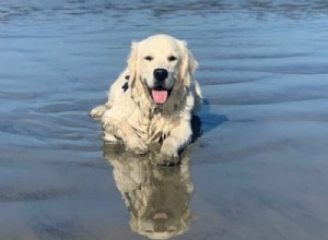 Is Excessive Panting a Sign of Health Issues in Golden Retrievers?